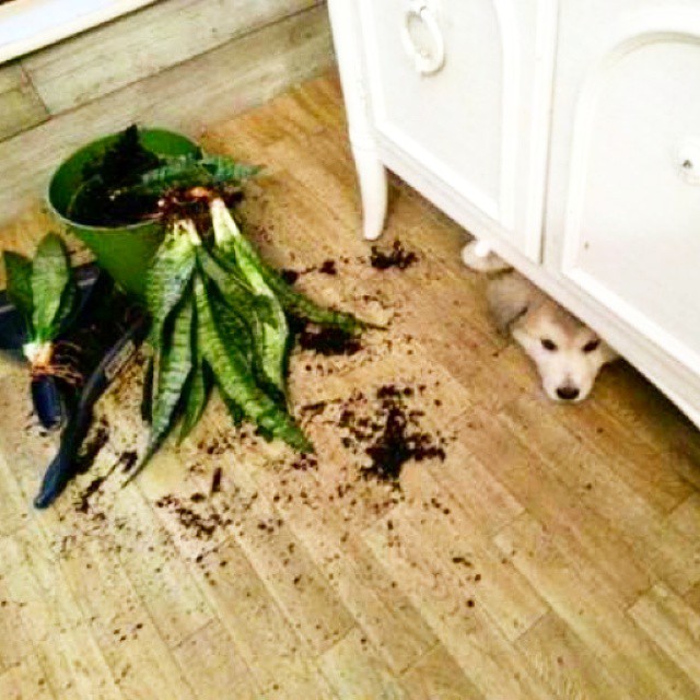 Destructive Pets Who Have Absolutely No Regrets