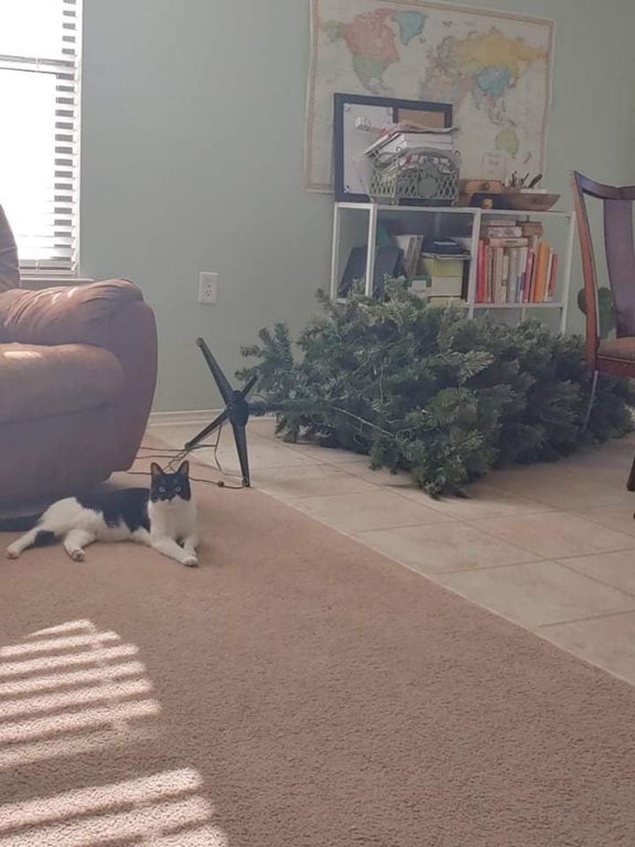 Destructive Pets Who Have Absolutely No Regrets