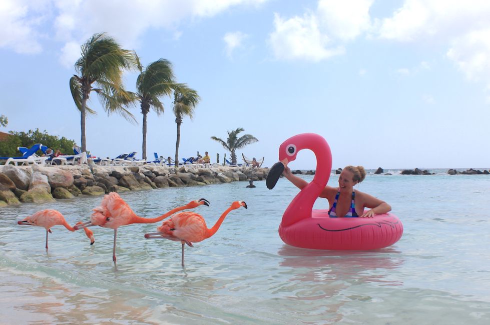 Chill With Flamingos On Aruba Beach