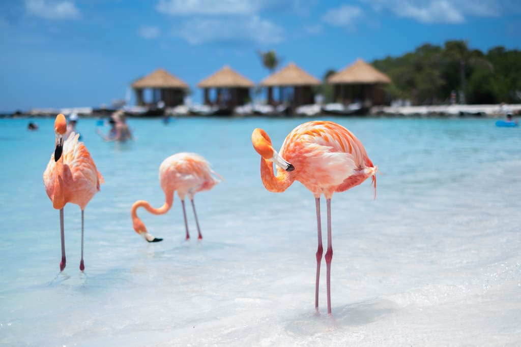 Chill With Flamingos On Aruba Beach