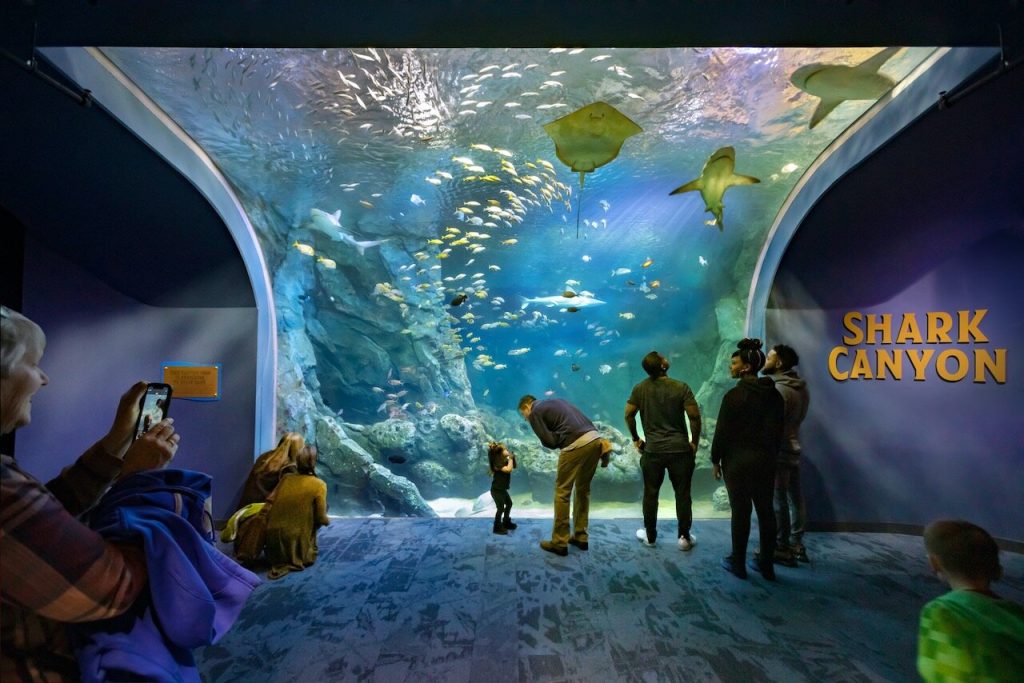 St Louis Aquarium Holds 1.3 Million Gallons Of Water For Endless Water Fun