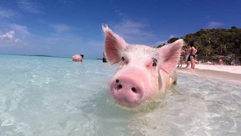 Here Is How To Swim With Pigs In The Bahamas