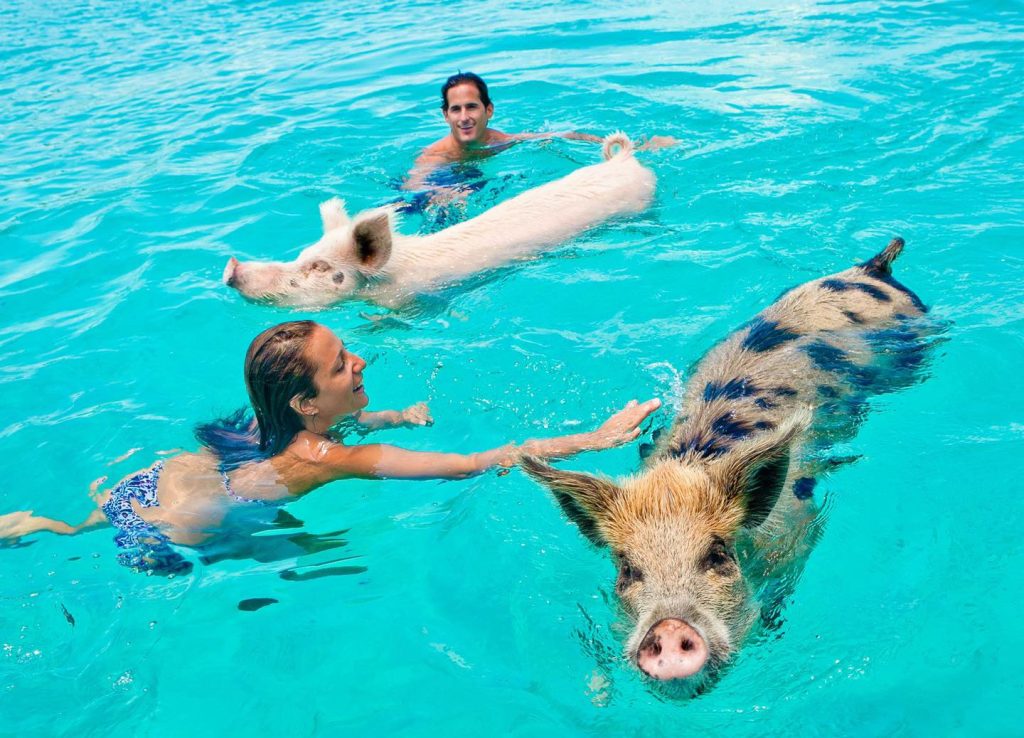 Here Is How To Swim With Pigs In The Bahamas