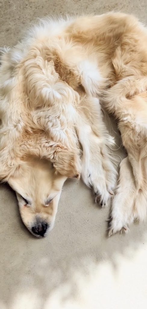 Family Turns Beloved Pet Golden Retriever Into Ornamental Rug After It Dies
